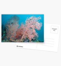 Aldinga Gorgonian Postcards