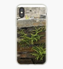 Spleenwort Maidenhair fern on wall at Cashelnagor iPhone Case