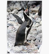 PENGUIN Poster