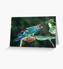 Are you watching me? - Port Lincoln Parrot Greeting Card