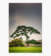 A dull day Photographic Print