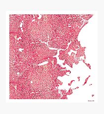 Histology Cities - Boston, MA Photographic Print