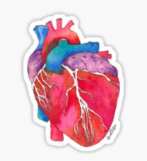 Anatomical Heart Sticker