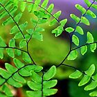 «Helecho de Maidenhair» de Debbie Oppermann