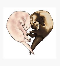 Ferret Love Photographic Print