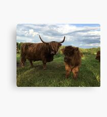 Scottish Highland Cattle Cow and Calf 1185 Canvas Print