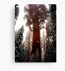 "General Sherman" Sequoia National Park California Canvas Print