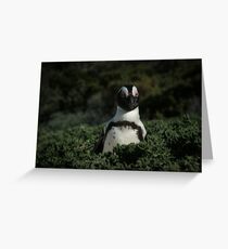 Penguin in the bush Greeting Card
