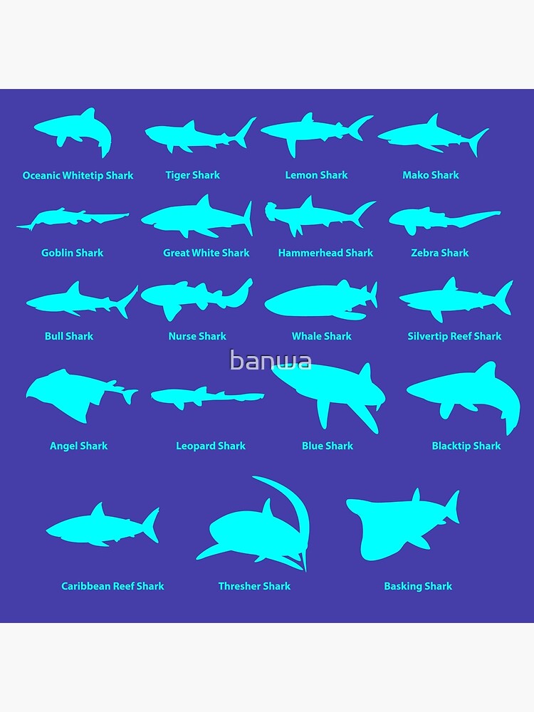 Types Of Sharks Chart