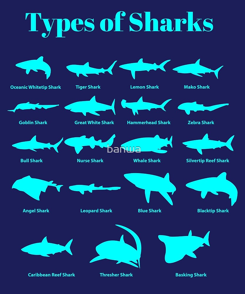  Types Of Sharks Shark Chart By Banwa Redbubble