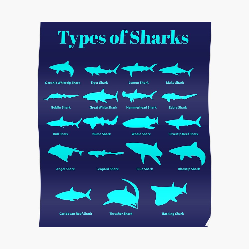 "Types Of Sharks Shark Chart" Poster by banwa Redbubble