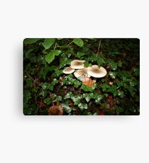 Fungi in Coole Park 3 Canvas Print