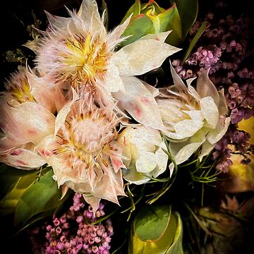Blushing Bride Protea | Poster