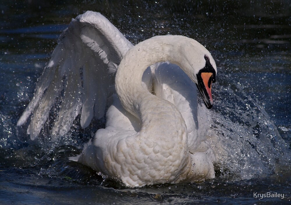 "Swan Dance" by Krys Bailey Redbubble