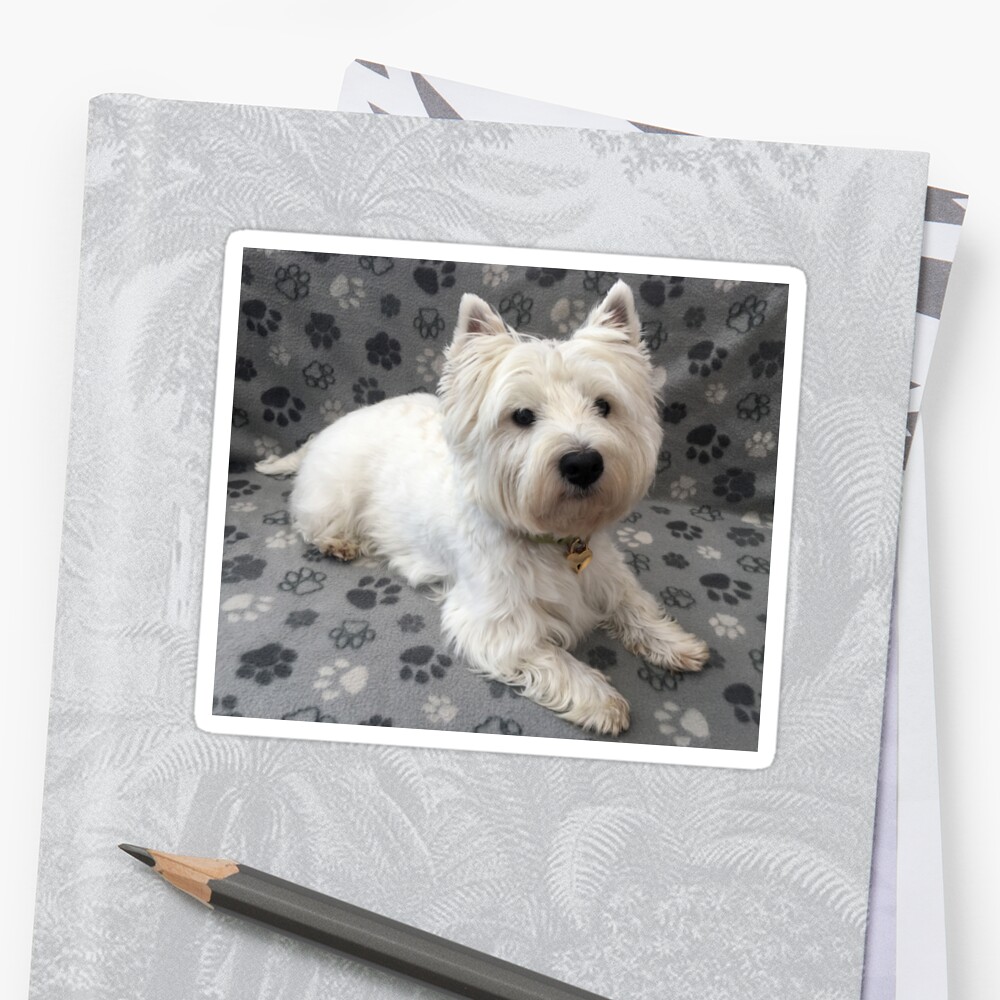 Westie Sticker By Princess Pirate Redbubble