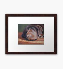 Bailey the Chocolate Lab Framed Print