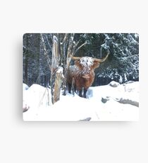 Scottish Highland Cattle Cow 1264 Canvas Print