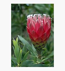 Upright Photographic Print