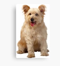 Cute dog Metal Print