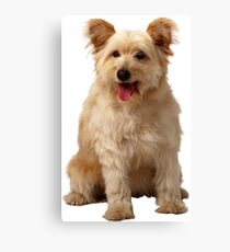 Cute dog Canvas Print
