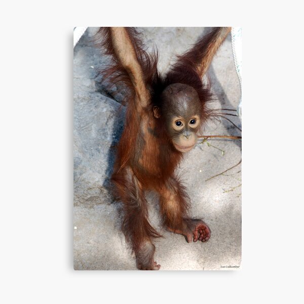 Hanging Around Canvas Print