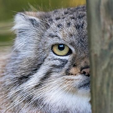 Pallas' cat  Smithsonian's National Zoo