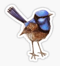 Blue Wrens on Creme Sticker