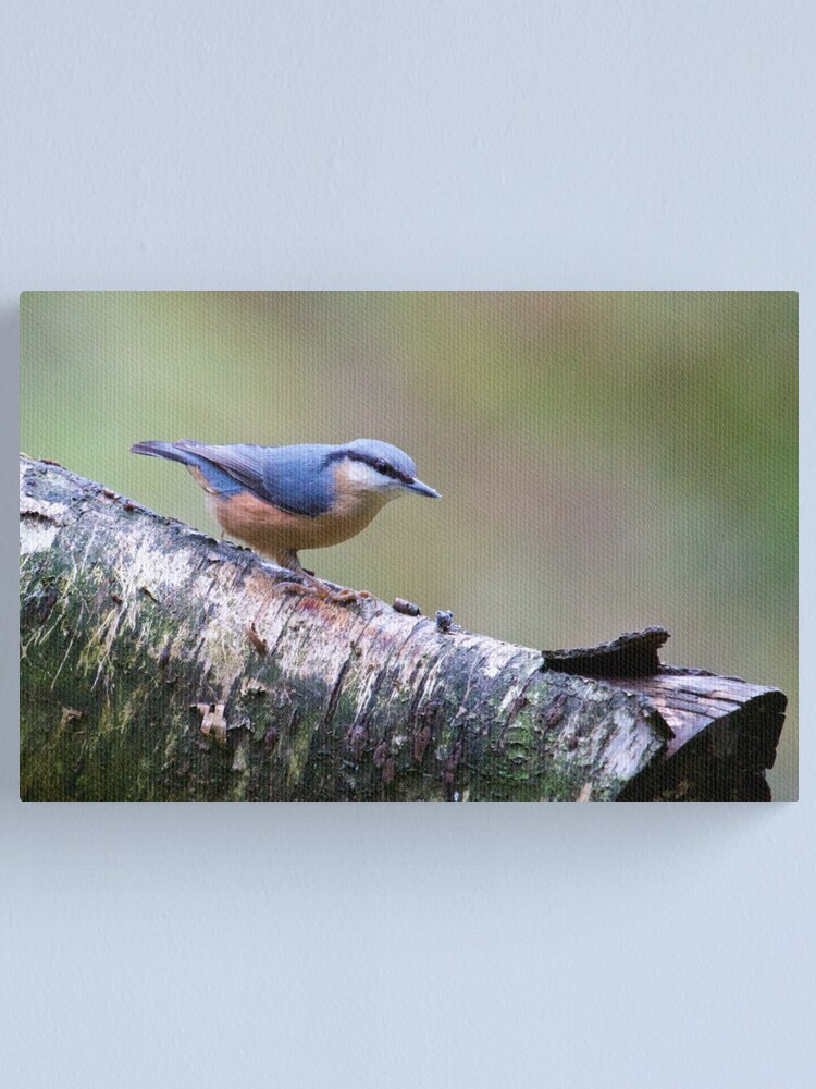 Alternate view of Nuthatch (Sitta europaea) Canvas Print