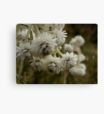 Wild Flowers Canvas Print
