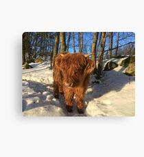 Scottish Highland Cattle Calf 1349 Canvas Print