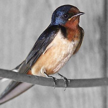 Artwork thumbnail, Barn Swallow by backyardwonders