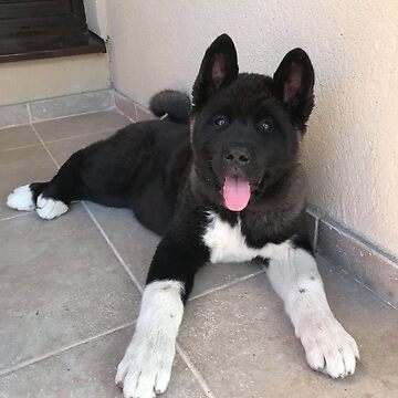 American Akita Puppy