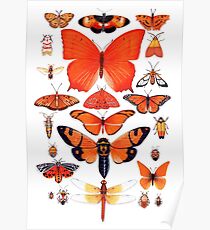 Orange Insect Collection Poster