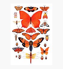 Orange Insect Collection Photographic Print
