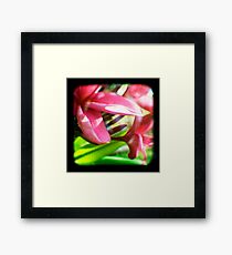 Frangipani Delight TtV Framed Print