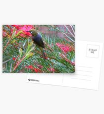 Silver Eye! Postcards