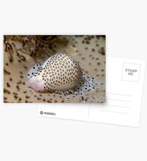 Runway Lights Button Cowrie Postcards