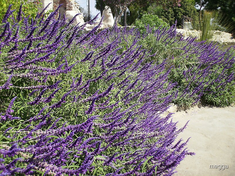 "lavender plant San Capastiono California" by megga Redbubble