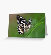 Lime Butterfly Greeting Card