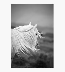 Windswept Photographic Print
