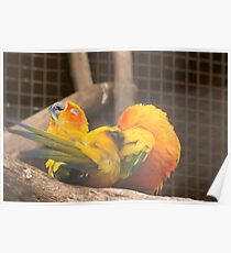 Grooming Sun Conures Poster