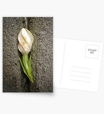 Unposed Postcards