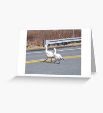 Snow Geese crossing the road Greeting Card