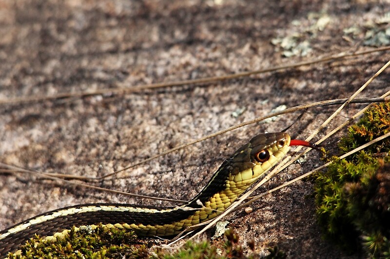 "Forked Tongue" by Debbie Oppermann Redbubble