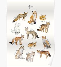 Foxes Poster