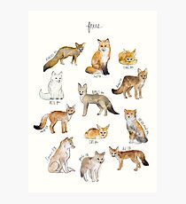 Foxes Photographic Print