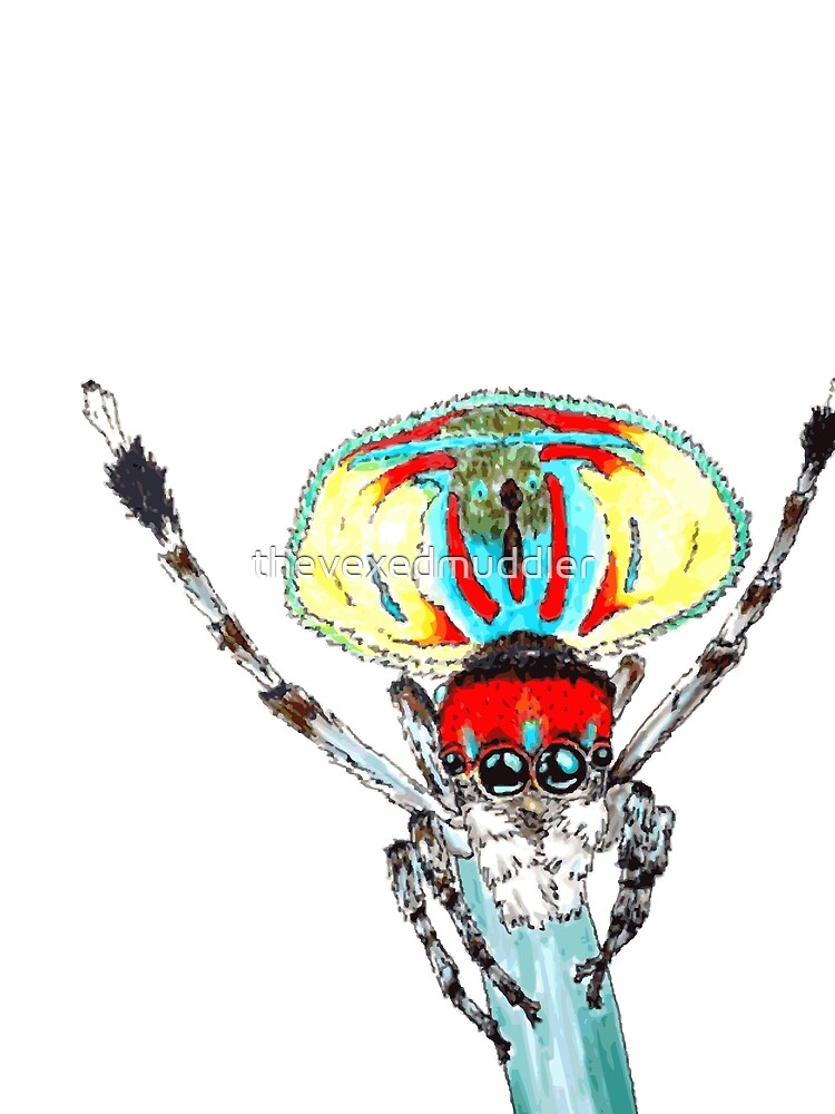 Peacock spider Maratus volans by thevexedmuddler