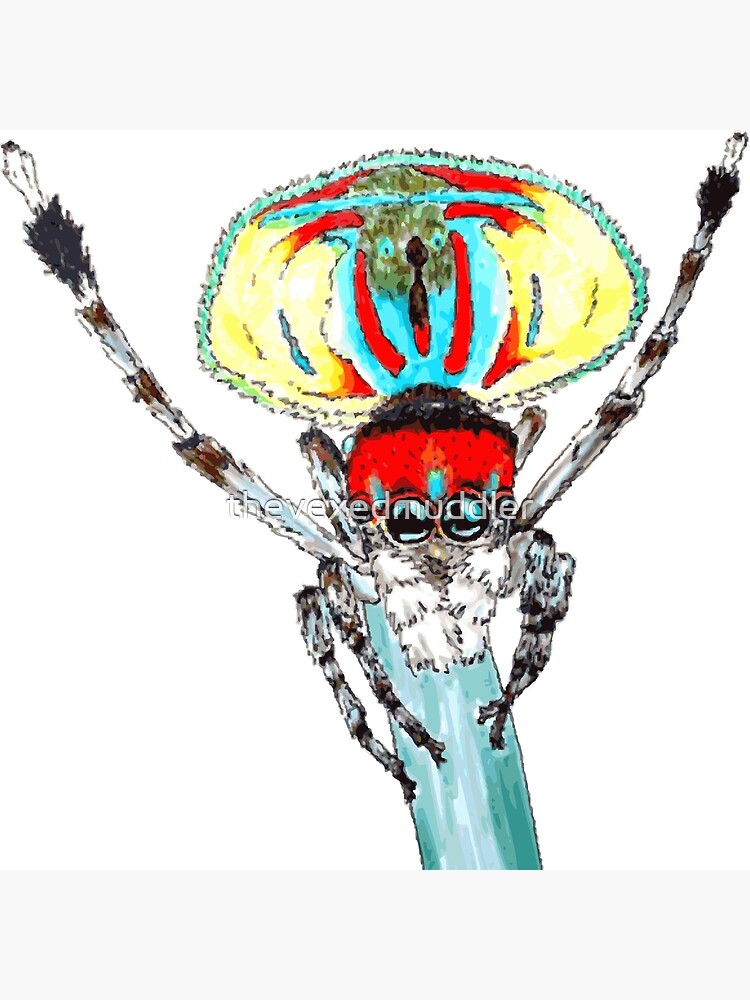 Peacock spider Maratus volans by thevexedmuddler