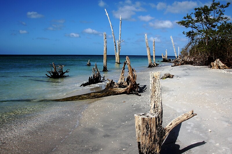 "Sun Bleached" by Debbie Oppermann Redbubble