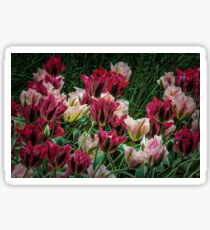 Tulips of Keukenhof Sticker